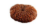 14 Mukhi Rudraksha Pendant - Harness Paramshiva's Energy | Brahmatells - BrahmatellsStore