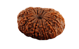 14 Mukhi Rudraksha Pendant - Harness Paramshiva's Energy | Brahmatells - BrahmatellsStore