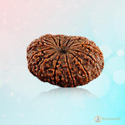 14 Mukhi Rudraksha Pendant - Harness Paramshiva's Energy | Brahmatells - BrahmatellsStore