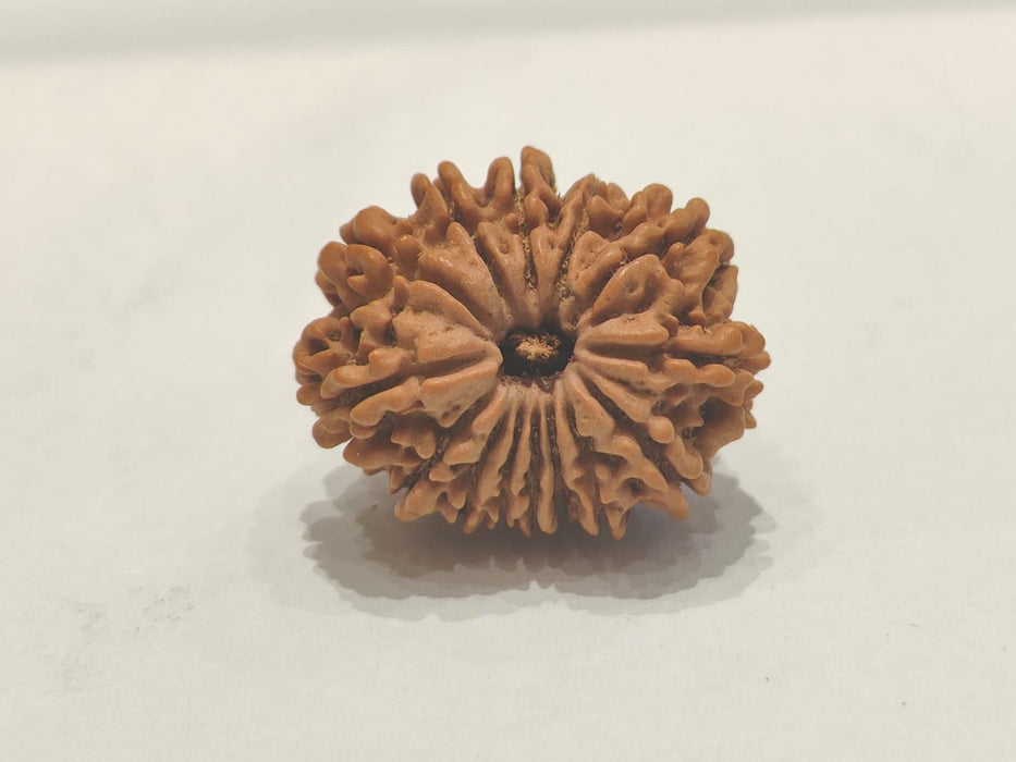 14 Mukhi Rudraksha Nepalese Bead - Ultimate Power of Paramshiva | Brahmatells