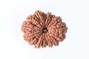 15 Mukhi Rudraksha Bead - Jupiter's Blessing & Prosperity | Brahmatells - BrahmatellsStore