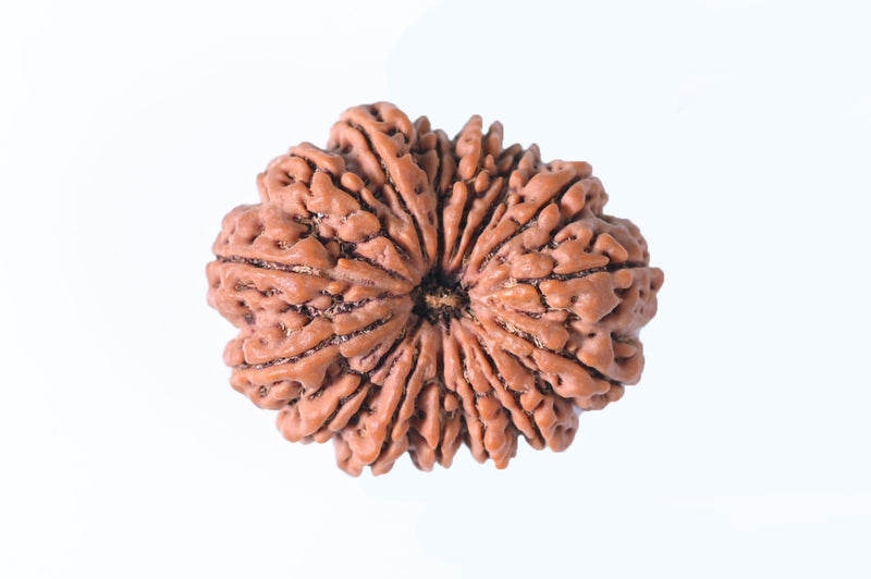 15 Mukhi Rudraksha Bead - Jupiter's Blessing & Prosperity | Brahmatells - BrahmatellsStore