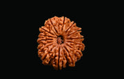 15 Mukhi Rudraksha Bead - Jupiter's Blessing & Prosperity | Brahmatells - BrahmatellsStore