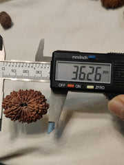 15 Mukhi Rudraksha Bead - Jupiter's Blessing & Prosperity | Brahmatells - BrahmatellsStore