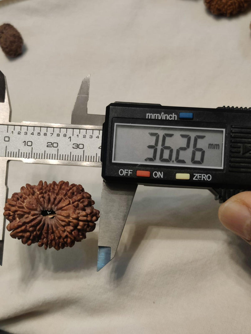 15 Mukhi Rudraksha Bead - Jupiter's Blessing & Prosperity | Brahmatells - BrahmatellsStore