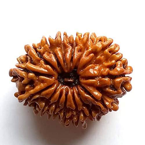 15 Mukhi Rudraksha Java - Jupiter's Blessing for Prosperity | Brahmatells - BrahmatellsStore