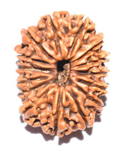 15 Mukhi Rudraksha Java - Jupiter's Blessing for Prosperity | Brahmatells - BrahmatellsStore