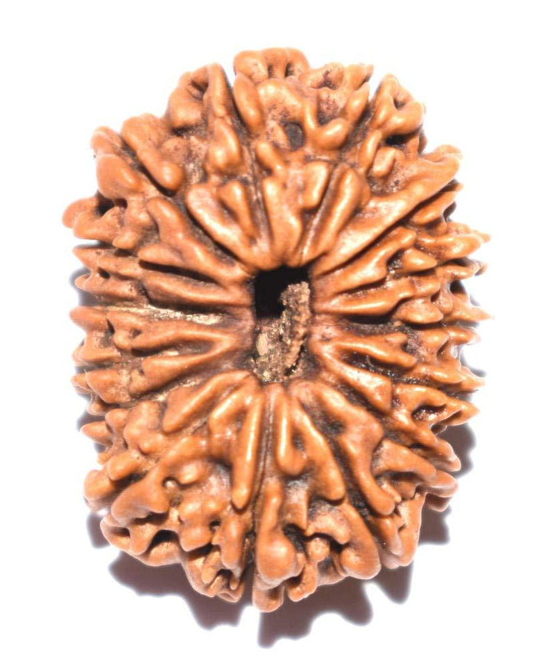 15 Mukhi Rudraksha Java - Jupiter's Blessing for Prosperity | Brahmatells - BrahmatellsStore