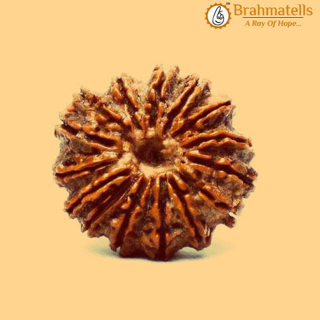 15 Mukhi Rudraksha Java - Jupiter's Blessing for Prosperity | Brahmatells - BrahmatellsStore