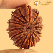 15 Mukhi Rudraksha Java - Jupiter's Blessing for Prosperity | Brahmatells - BrahmatellsStore
