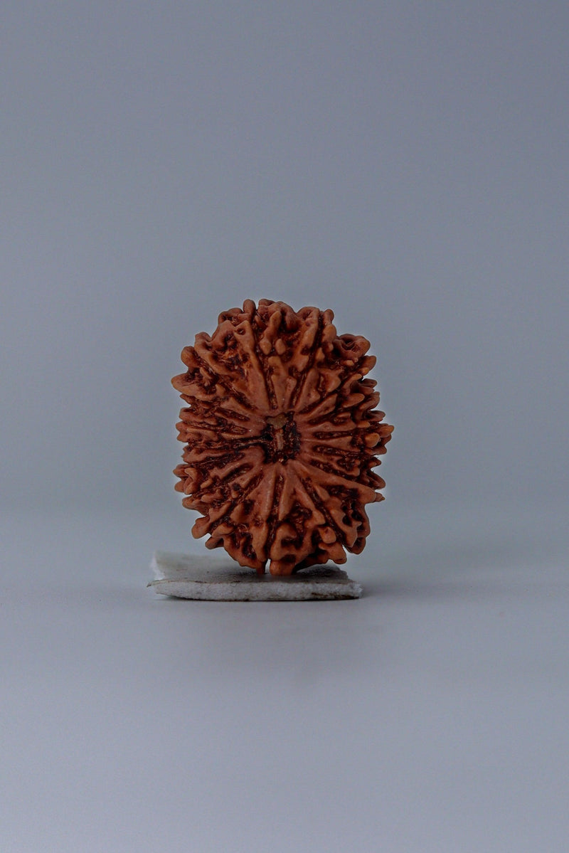 16 Mukhi Rudraksha Bead - Lord Shiva's Blessing for Protection | Brahmatells - BrahmatellsStore
