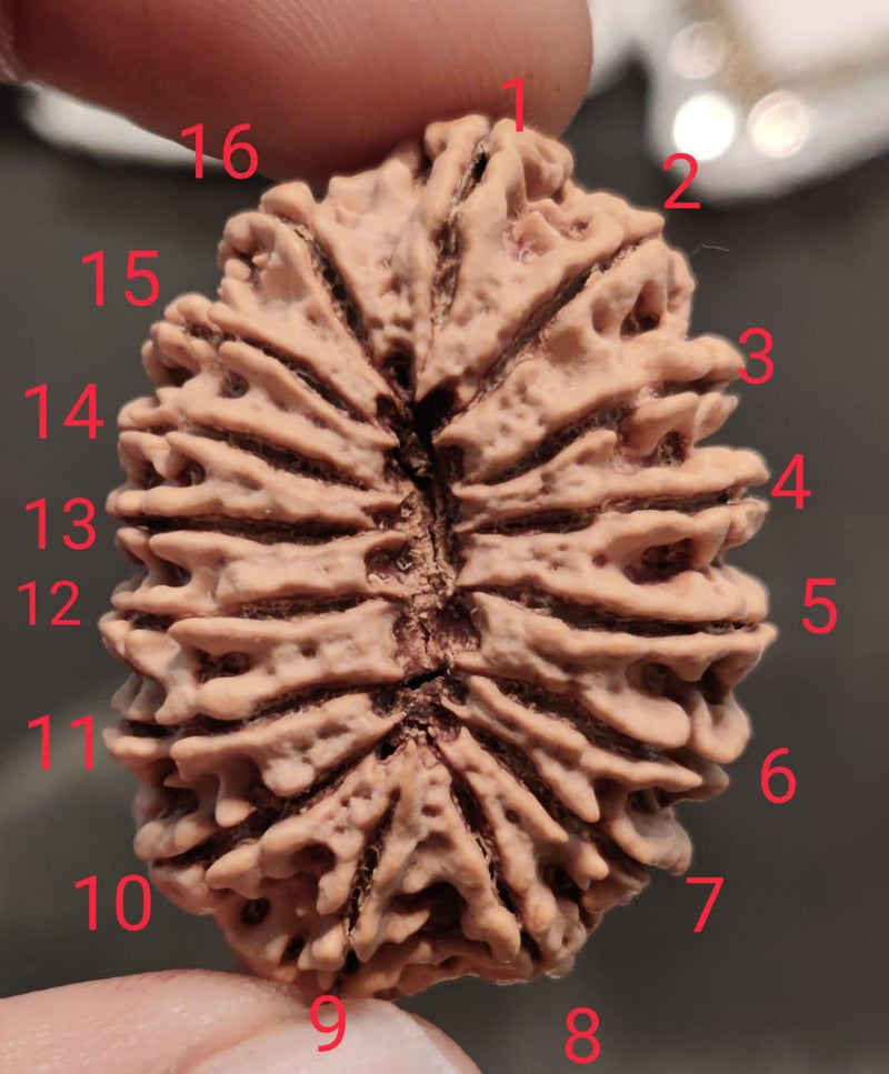 16 Mukhi Rudraksha Bead - Lord Shiva's Blessing for Protection | Brahmatells - BrahmatellsStore