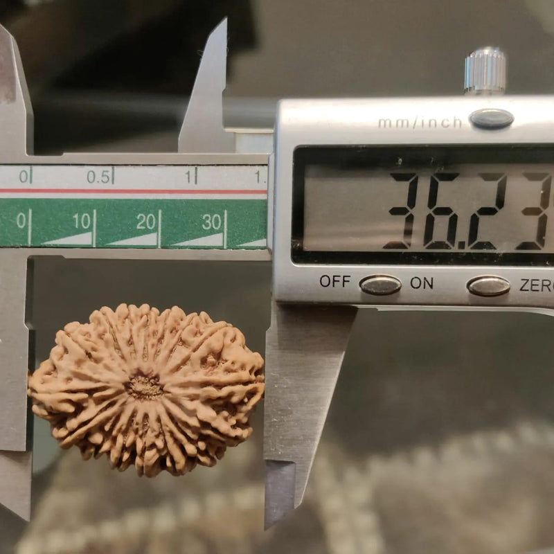 16 Mukhi Rudraksha Bead - Lord Shiva's Blessing for Protection | Brahmatells - BrahmatellsStore