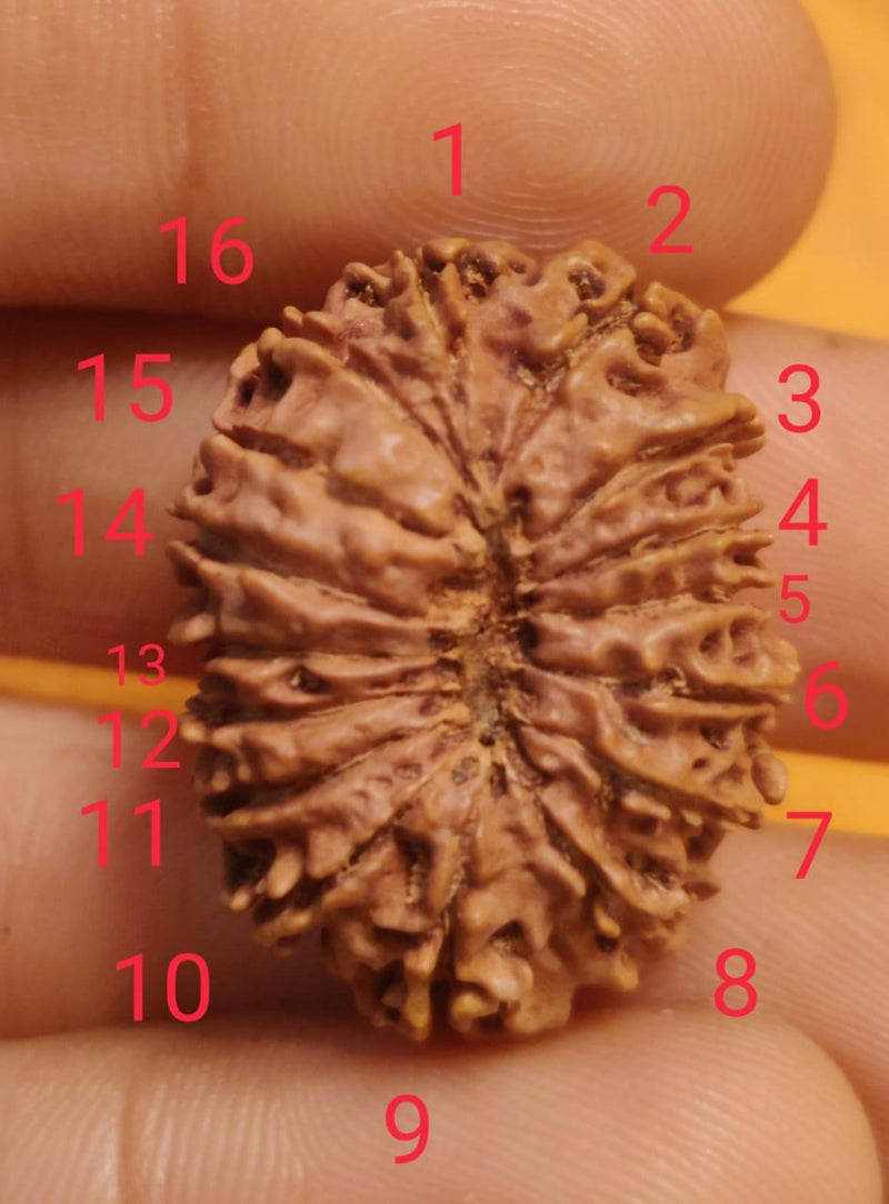 16 Mukhi Rudraksha Bead - Lord Shiva's Blessing for Protection | Brahmatells - BrahmatellsStore