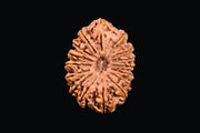16 Mukhi Rudraksha Bead - Lord Shiva's Blessing for Protection | Brahmatells - BrahmatellsStore
