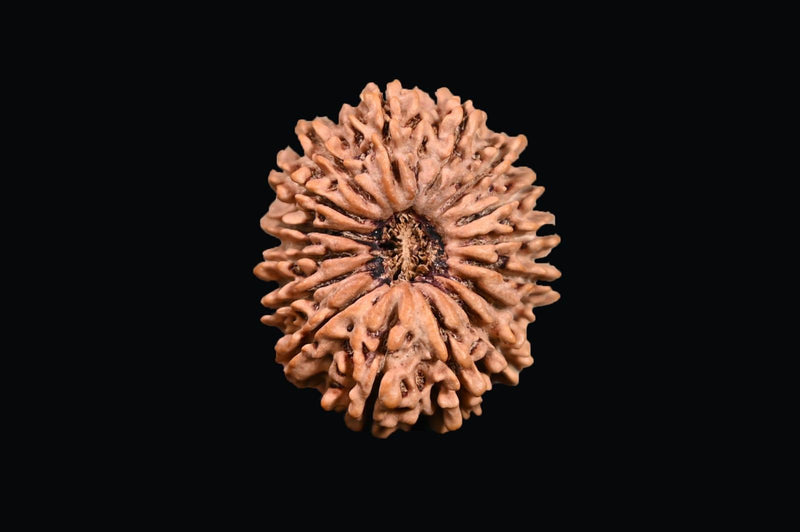 16 Mukhi Rudraksha Bead - Lord Shiva's Blessing for Protection | Brahmatells - BrahmatellsStore