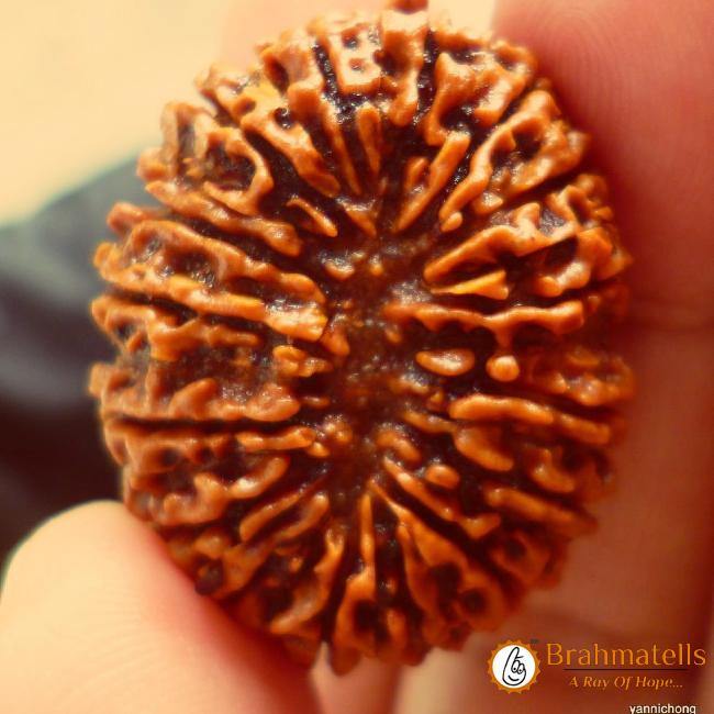 16 Mukhi Rudraksha Bead - Lord Shiva's Blessing for Protection | Brahmatells - BrahmatellsStore