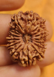 16 Mukhi Rudraksha Bead - Lord Shiva's Blessing for Protection | Brahmatells - BrahmatellsStore