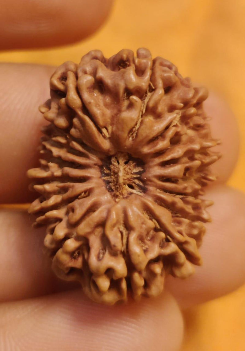 16 Mukhi Rudraksha Bead - Lord Shiva's Blessing for Protection | Brahmatells - BrahmatellsStore