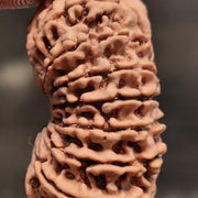 16 Mukhi Rudraksha Bead - Lord Shiva's Blessing for Protection | Brahmatells - BrahmatellsStore