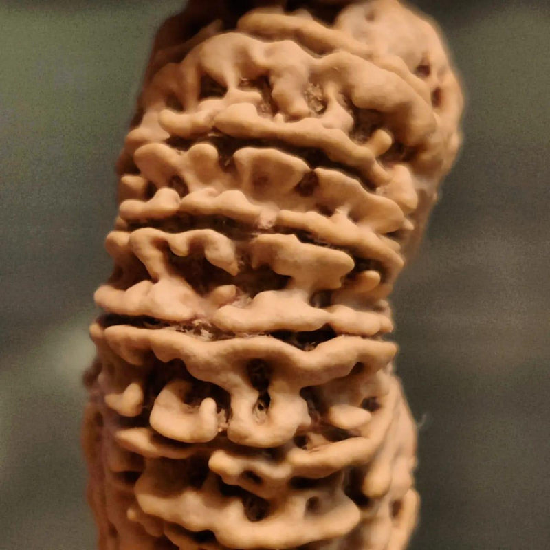 16 Mukhi Rudraksha Bead - Lord Shiva's Blessing for Protection | Brahmatells - BrahmatellsStore