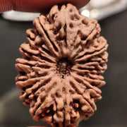 16 Mukhi Rudraksha Bead - Lord Shiva's Blessing for Protection | Brahmatells - BrahmatellsStore