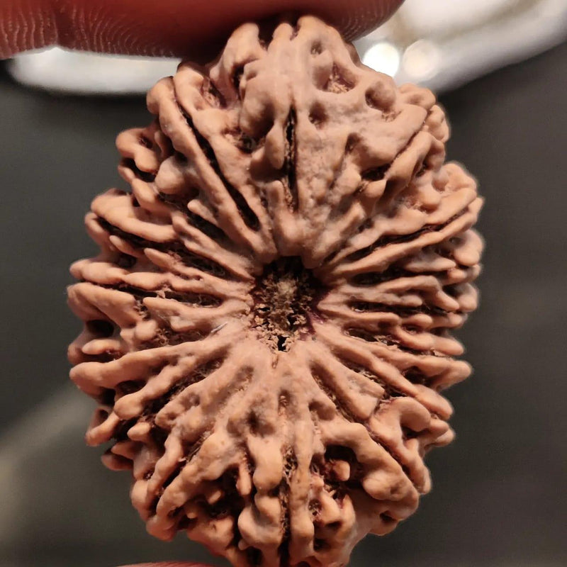 16 Mukhi Rudraksha Bead - Lord Shiva's Blessing for Protection | Brahmatells - BrahmatellsStore