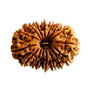 16 Mukhi Rudraksha Java - Triumph & Protection with Lord Ram's Grace | Brahmatells - BrahmatellsStore