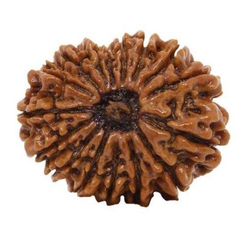 16 Mukhi Rudraksha Java - Triumph & Protection with Lord Ram's Grace | Brahmatells - BrahmatellsStore