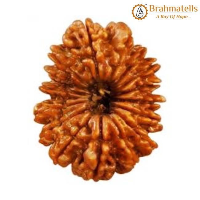 16 Mukhi Rudraksha Java - Triumph & Protection with Lord Ram's Grace | Brahmatells - BrahmatellsStore