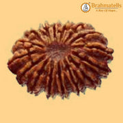 16 Mukhi Rudraksha Java - Triumph & Protection with Lord Ram's Grace | Brahmatells - BrahmatellsStore