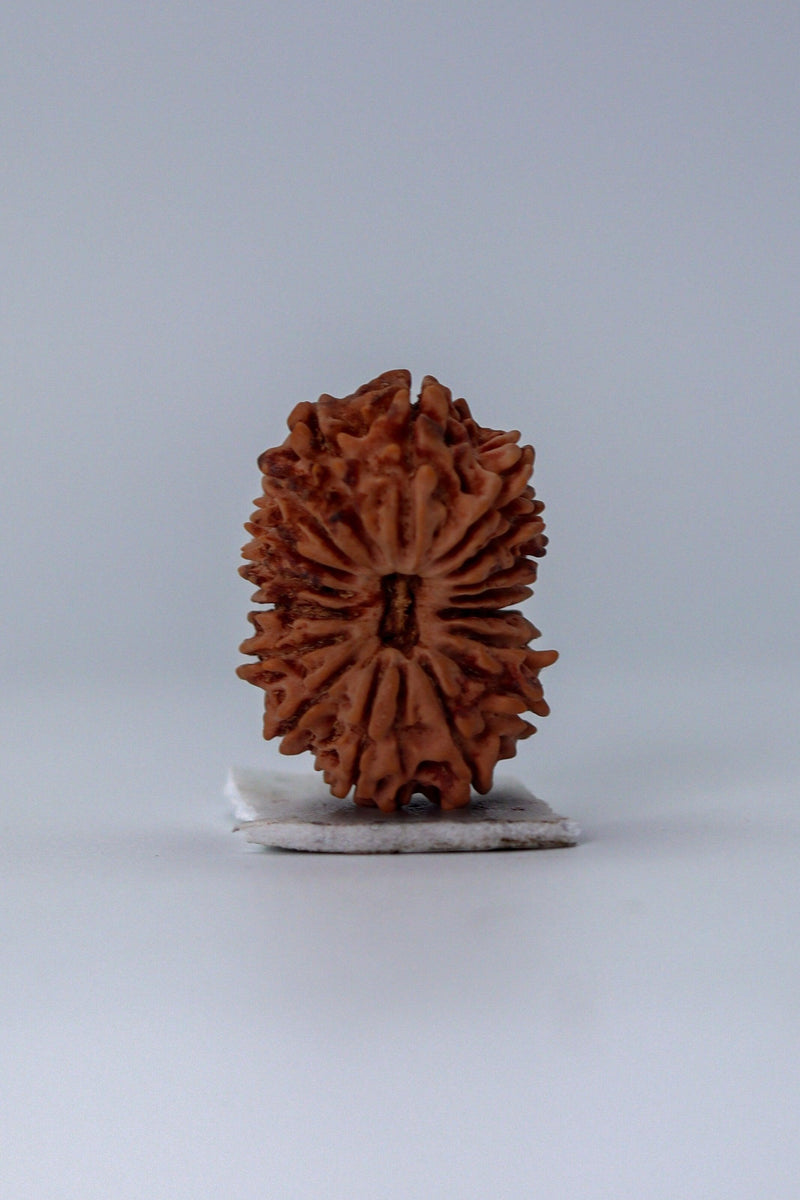 17 Mukhi Rudraksha Bead - Prosperity & Intuition | Brahmatells - BrahmatellsStore