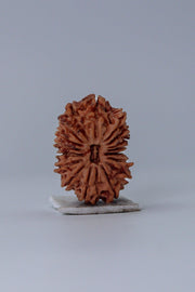 17 Mukhi Rudraksha Bead - Prosperity & Intuition | Brahmatells - BrahmatellsStore