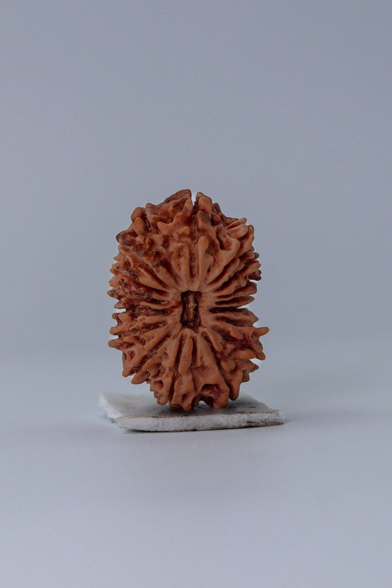 17 Mukhi Rudraksha Bead - Prosperity & Intuition | Brahmatells - BrahmatellsStore