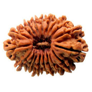17 Mukhi Rudraksha Bead - Prosperity & Intuition | Brahmatells - BrahmatellsStore