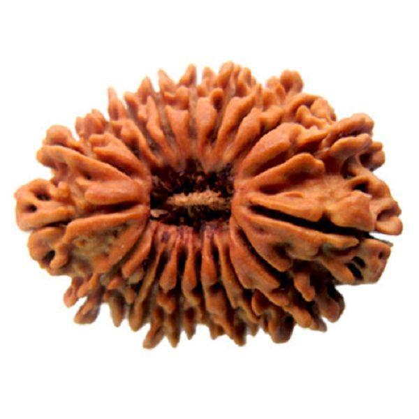 17 Mukhi Rudraksha Bead - Prosperity & Intuition | Brahmatells - BrahmatellsStore