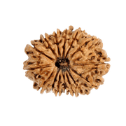 17 Mukhi Rudraksha Bead - Prosperity & Intuition | Brahmatells - BrahmatellsStore