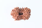 17 Mukhi Rudraksha Bead - Prosperity & Intuition | Brahmatells - BrahmatellsStore