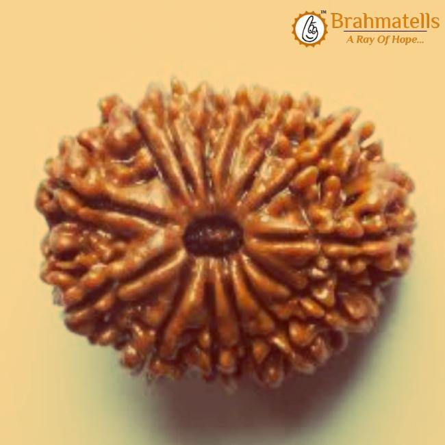 17 Mukhi Rudraksha Java - Prosperity & Spiritual Mastery | Brahmatells - BrahmatellsStore