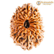 17 Mukhi Rudraksha Java - Prosperity & Spiritual Mastery | Brahmatells - BrahmatellsStore