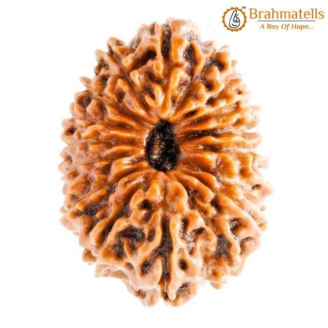 17 Mukhi Rudraksha Java - Prosperity & Spiritual Mastery | Brahmatells - BrahmatellsStore