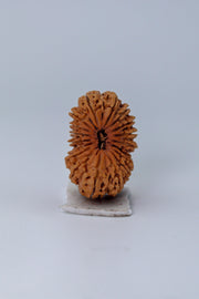 18 Mukhi Rudraksha Bead - Prosperity & Protection | Brahmatells - BrahmatellsStore