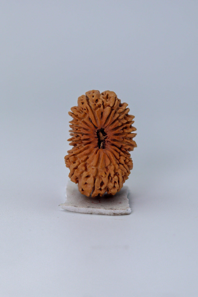18 Mukhi Rudraksha Bead - Prosperity & Protection | Brahmatells - BrahmatellsStore
