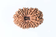 18 Mukhi Rudraksha Bead - Prosperity & Protection | Brahmatells - BrahmatellsStore