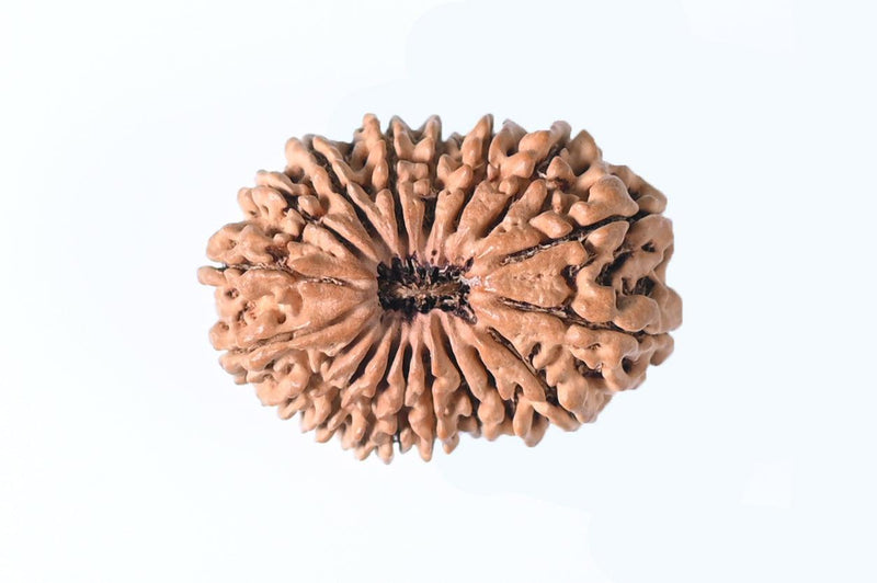 18 Mukhi Rudraksha Bead - Prosperity & Protection | Brahmatells - BrahmatellsStore