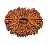 18 Mukhi Rudraksha Bead - Prosperity & Protection | Brahmatells - BrahmatellsStore