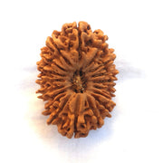 18 Mukhi Rudraksha Bead - Prosperity & Protection | Brahmatells - BrahmatellsStore