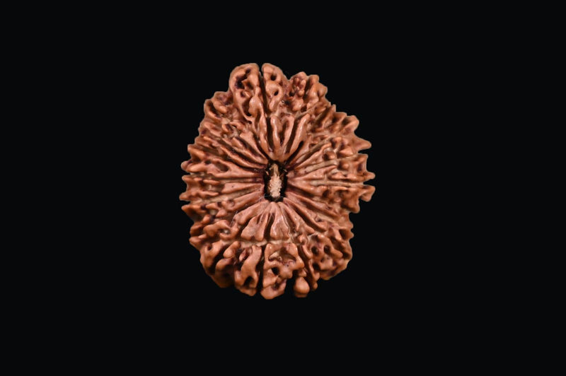 18 Mukhi Rudraksha Bead - Prosperity & Protection | Brahmatells - BrahmatellsStore
