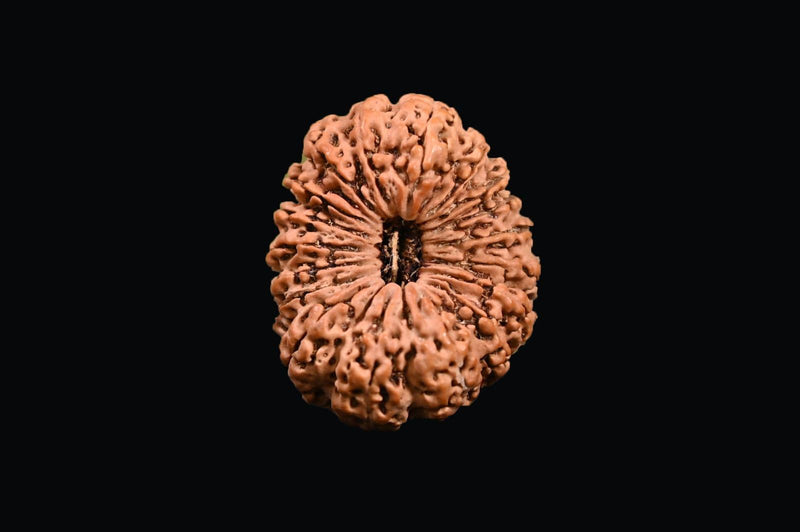 18 Mukhi Rudraksha Bead - Prosperity & Protection | Brahmatells - BrahmatellsStore