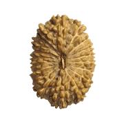 18 Mukhi Rudraksha Java - Prosperity & Earth's Energy | Brahmatells - BrahmatellsStore